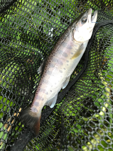 ヤマメの釣果