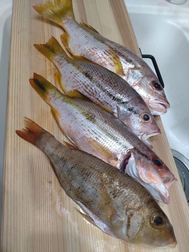 ヨコスジフエダイの釣果