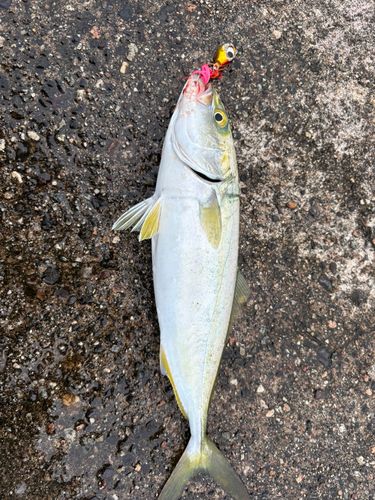 ツバイソの釣果