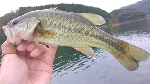 ラージマウスバスの釣果