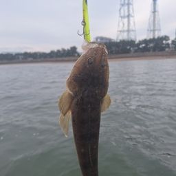 マゴチ