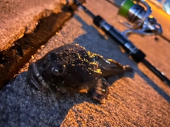 カジカの釣果