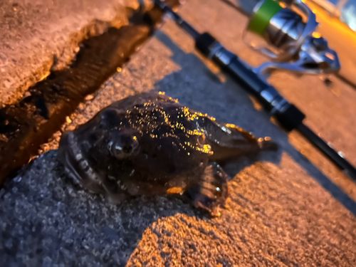 カジカの釣果