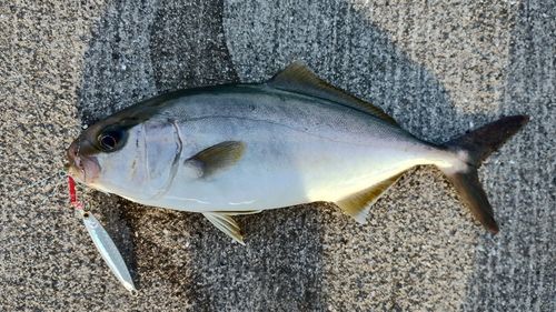 ネリゴの釣果