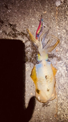 イカの釣果