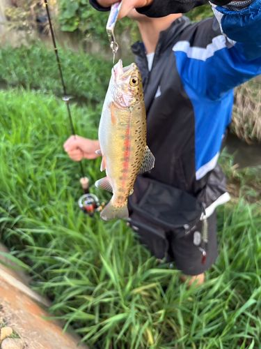 ニジマスの釣果