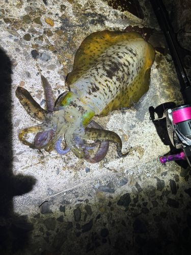 アオリイカの釣果