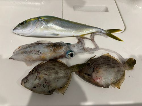 敦賀湾