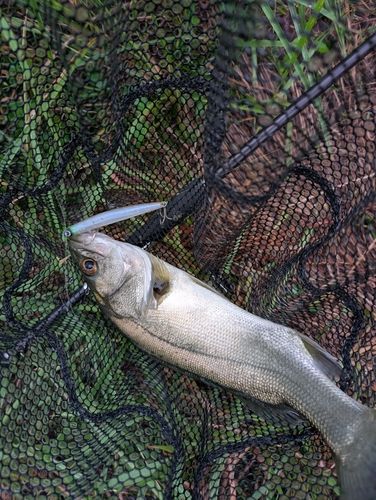 セイゴ（マルスズキ）の釣果