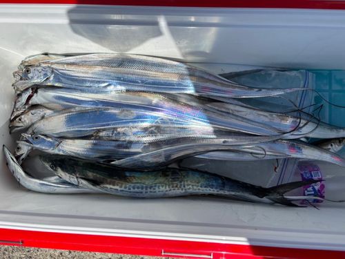 タチウオの釣果
