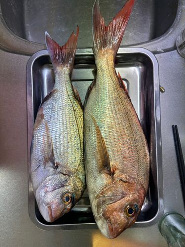 若狭湾
