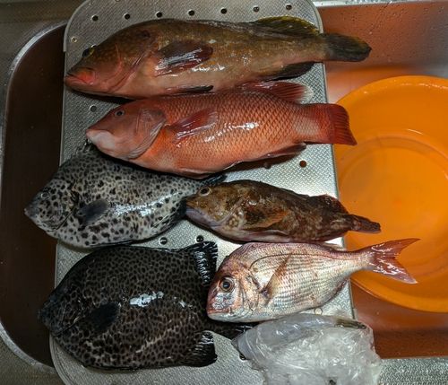 コブダイの釣果
