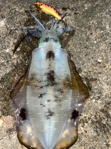 アオリイカの釣果