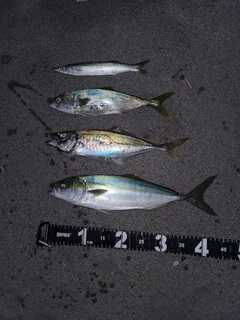 イナダの釣果