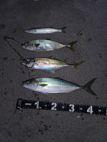 イナダの釣果