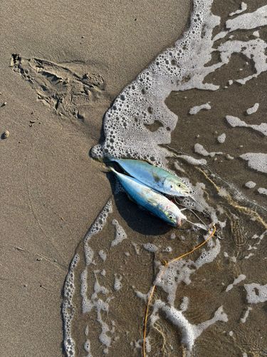 ワカシの釣果
