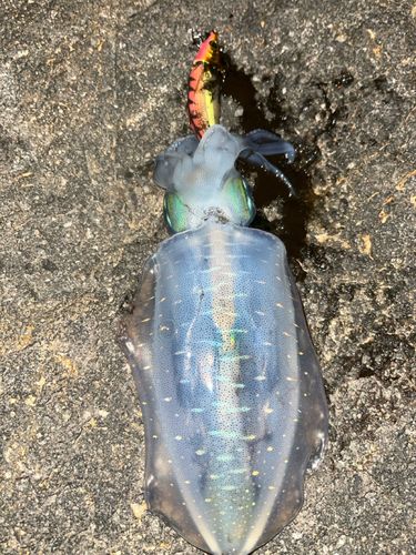 アオリイカの釣果