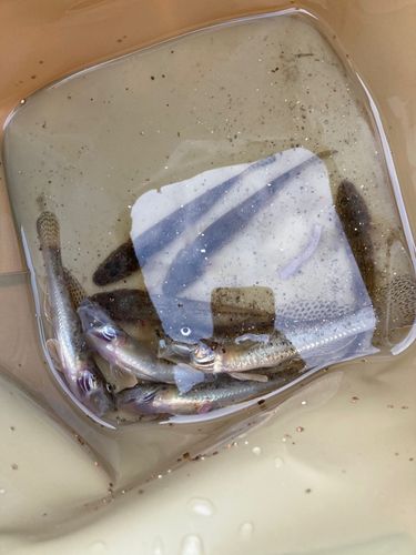 ハゼの釣果