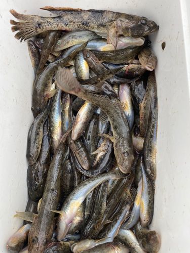 マハゼの釣果