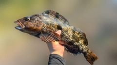 アイナメの釣果