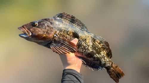 アイナメの釣果