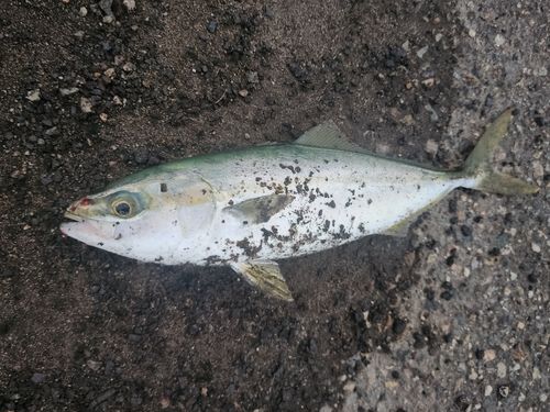 コゾクラの釣果