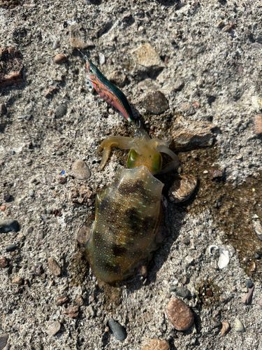 アオリイカの釣果