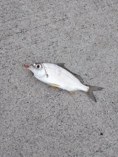 クロサギの釣果
