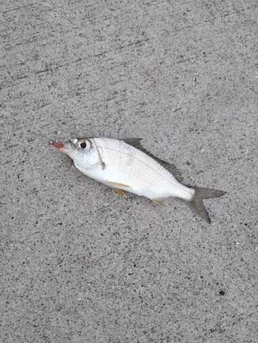 鹿児島湾南部