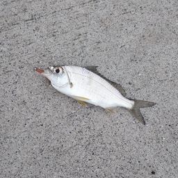 クロサギ
