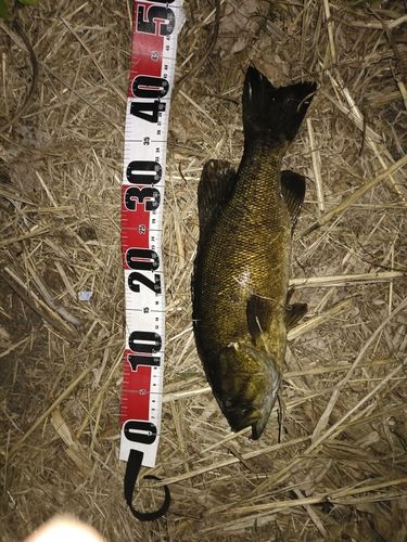 スモールマウスバスの釣果