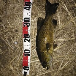 スモールマウスバス