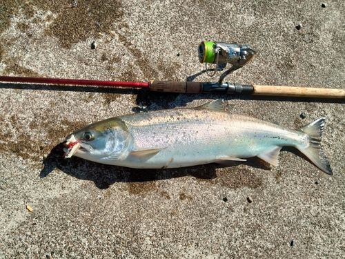 アキアジの釣果