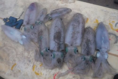 釣果