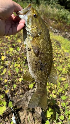 スモールマウスバスの釣果