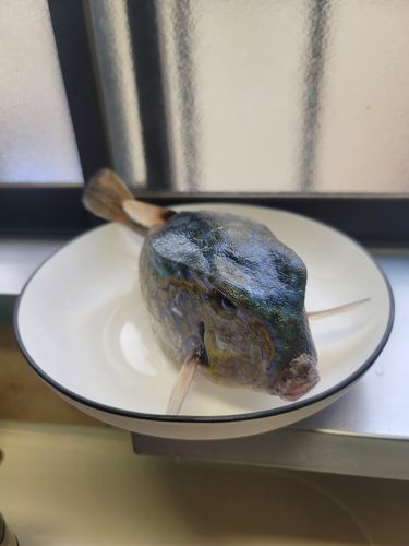 クエの釣果