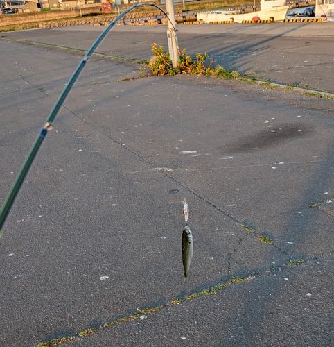 チカの釣果