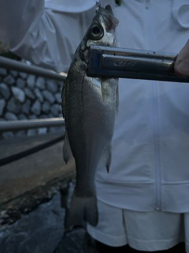 セイゴ（マルスズキ）の釣果