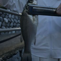 セイゴ（マルスズキ）