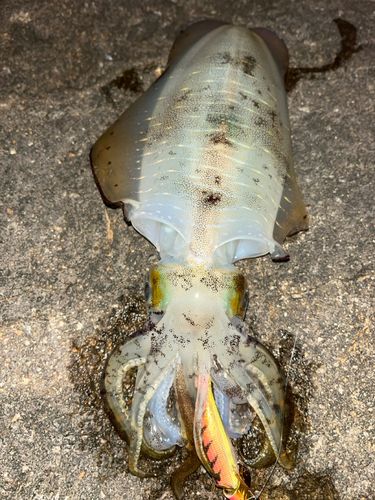アオリイカの釣果