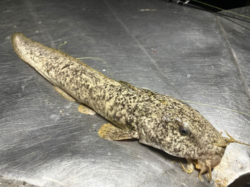 ナマズの釣果