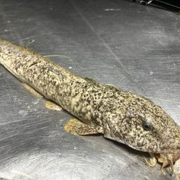 ナマズ