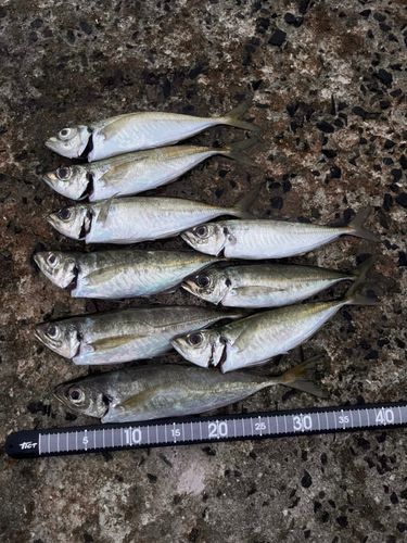 アジの釣果