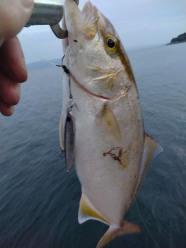 ショゴの釣果