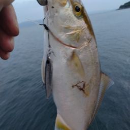 ショゴ