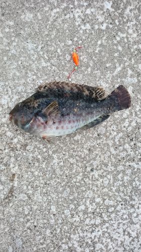 ブダイの釣果