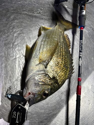 キチヌの釣果