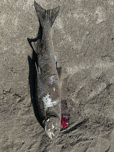 アキアジの釣果