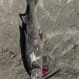 アキアジ