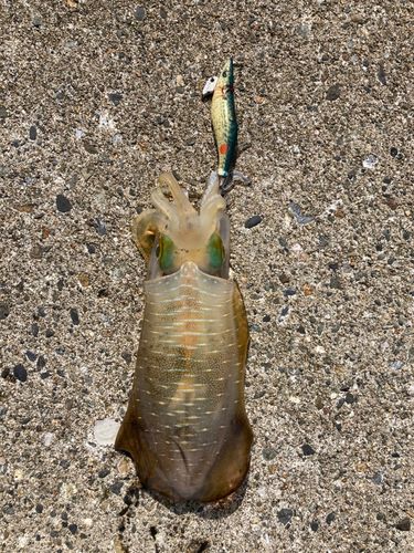 アオリイカの釣果